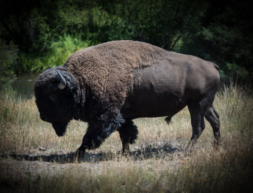 bison walking