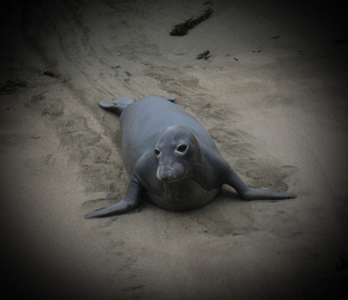 elephant seal on the beach