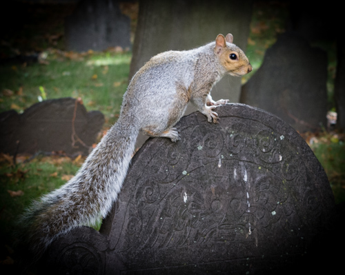 squirrel looking at the camera