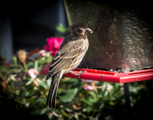 small bird on a birdfeeder