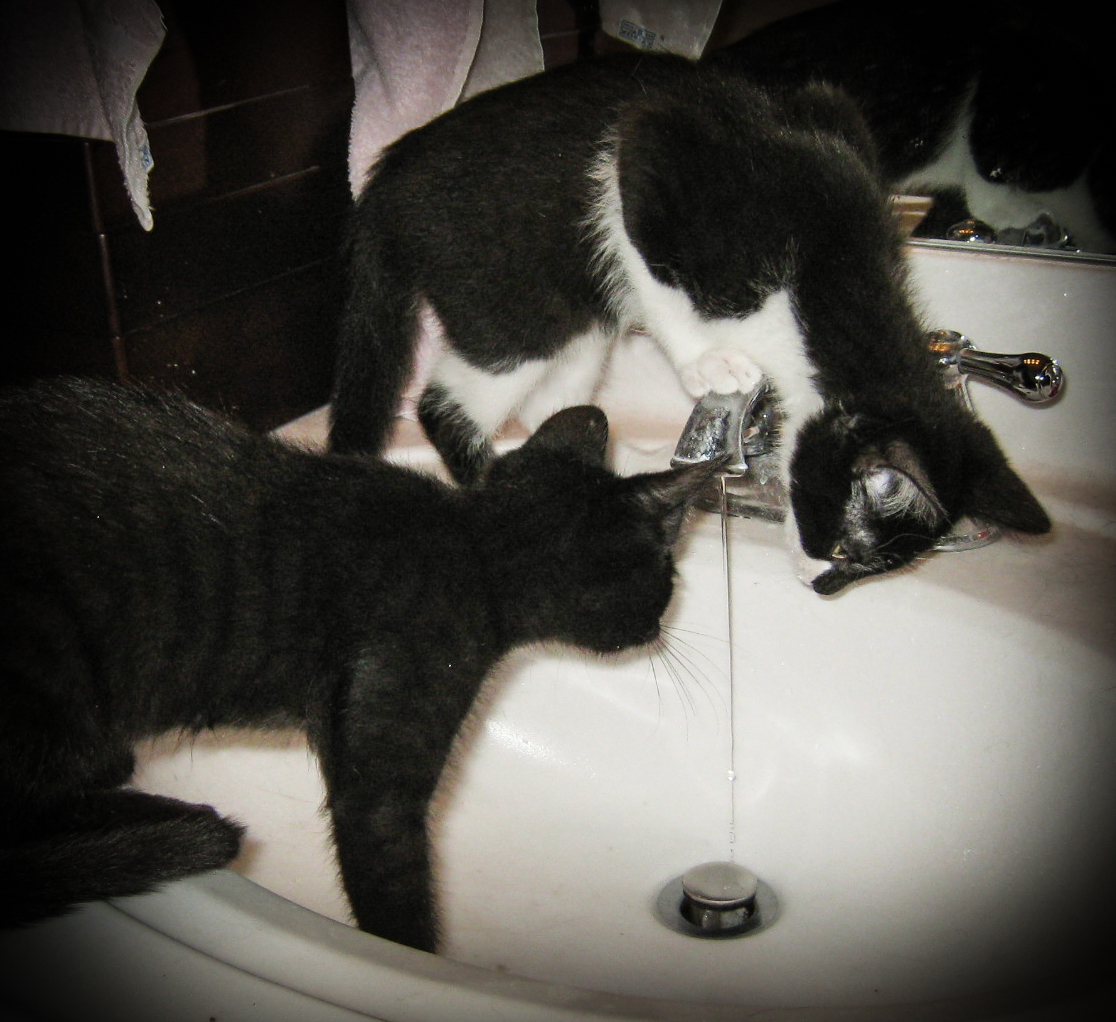 kittens drinking water from the sink